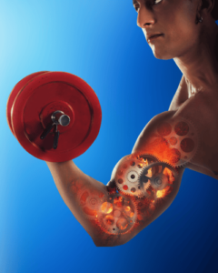 Musculação com Base na Biomecânica